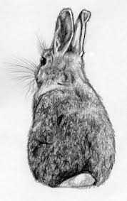 Questa tecnica a matita colorata è utile per disegnare disegni a matita di animali, iniziare da un semplice abbozzo per arrivare al disegno finito: 1001 Idee Per Disegnare Con La Matita Molto Facile