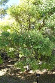 Image result for Melaleuca sp. A (Biegel 5741)