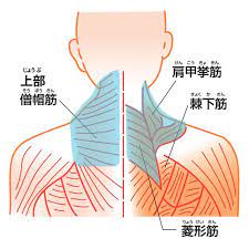 なで肩とは何か いつでもできるたった１つのなで肩改善法 なで肩 肩 筋肉 アスレティックトレーナー