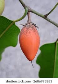 Image result for Manilkara kauki