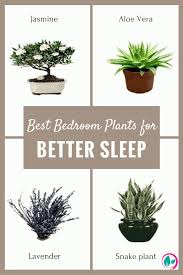 If You Want Better Sleep Your Bedroom Shouldn T Lack These 5 Plants Best Plants For Bedroom Plants House Plants Indoor