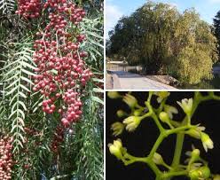 Image result for Schinus