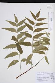 Image result for Azadirachta indica