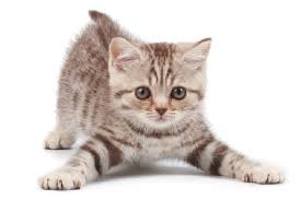 The vet will advise about the disease. How To Care For An 8 To 12 Week Old Kitten Catster