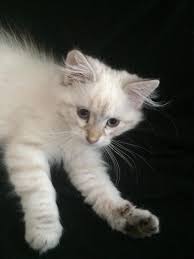 Some ppl claim that they have no reaction at all and some say they got a. I Was Always Allergic To Cats Today I Brought Home A Hypoallergenic Siberian Cat Reddit Meet Trempette Aww