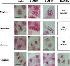 Cyanamide Mode Of Action During Inhibition Of Onion Allium Cepa L Root Growth Involves Disturbances In Cell Division And Cytoskeleton Formation Springerlink