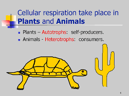 Maybe you would like to learn more about one of these? Cellular Respiration Ppt Download