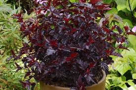 Pour protéger son jardin des regards tout en délimitant l'espace, les haies sont indispensables ! 8 Arbustes Nains A Cultiver En Pot Sur Un Balcon Plein Sud Promesse De Fleurs
