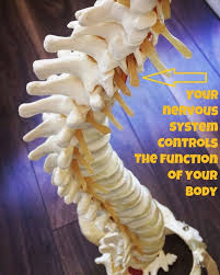 Need To Know Your Spine Houses Your Nervous System Keep Your Spine In Alignment To Keep Your Nervous S Chiropractic Chiropractic Wellness Health And Wellness