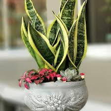 Merhabalar evet herkes kılıç çiçeğinin çiçek açtığını bilmez. Sansevieria Kilic Cicegi Cicek Diyari 1979