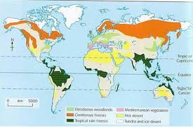 Image result for Blotiella bouxiniana