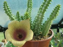 Image result for Triumfetta angolensis