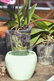 Comment Entretenir Les Orchidees Rempoter Orchidee Entretien Orchidee Rempotage Orchidee