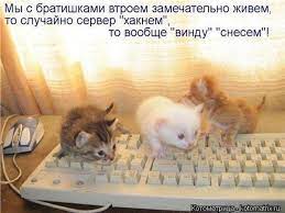 Смешные картинки котят с надписями