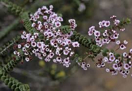 January and february are cold and wet months in your garden and often a time for cleaning up, weeding, and pruning. Sholtzia Types Of Flowers Bloom Flowers