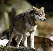 140 Best Female Wolf Names Petpress Eurasian Wolf Wolf Name Animals