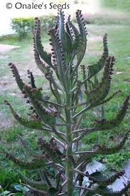 You can only start watering when the conditions are unfavorable, and the soil is dry. Mother Of Thousands Kalenchoe Chandelier Plant 10 Plants 3 6 Tall