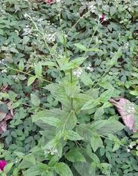 Image result for Cynoglossum lanceolatum