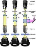 Mechanical Tube Length | Microscope Anatomy Guide | Evident