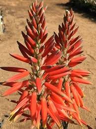 Image result for Urochloa marlothii