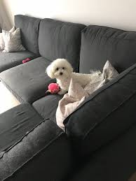 Explore dpi233's photos on flickr. Schnecki Beim Spielen Auf Dem Sofa Bichon Frise Bichon Dogs