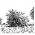 Image result for Phyllanthus engleri