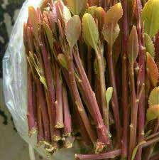 Maybe you would like to learn more about one of these? Ø§Ø¨ÙˆØ®Ù„ÙŠÙ„ On Twitter Ù…Ø³Ø§Ø¡ Ø§Ù„ÙˆØ±Ø¯ Ù…Ù† Ù‡ÙŠÙ‡ ØªØ´ØªÙŠ Ù‚Ø§Øª ØªØ®Ø²Ù† Https T Co Kiqwwfygji