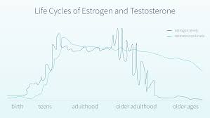 what does high estrogen in men mean