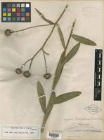 Image result for Aspilia rudis