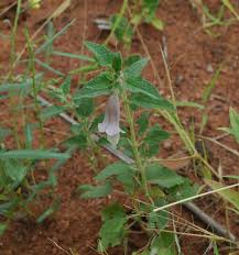 Image result for Ceratotheca sesamoides