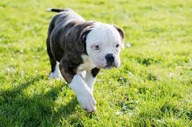 American bulldog information including personality, history, grooming, pictures, videos, and the akc breed standard. American Bulldog Full Profile History And Care