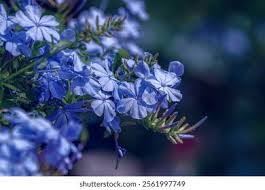 Image result for Plumbaginaceae