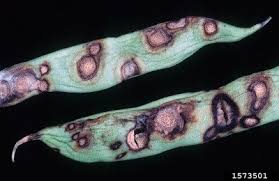 Stems and pods may be infected. Bean Plant Diseases Treating Spots On Bean Plants