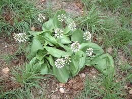 Image result for Eriospermum mackenii