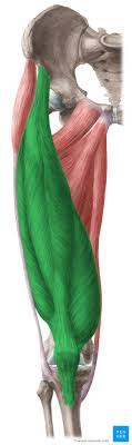 The most common symptom of quadriceps tendonitis is pain at the bottom of the thigh, above the patella (kneecap). Quadriceps Femoris Muscle Anatomy Innervation Function Kenhub