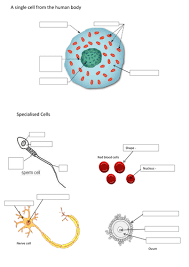 Basic diagram of an animal cell. Human Cells To Label Worksheet Teaching Resources