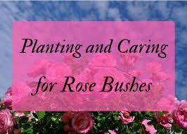 For beginner gardeners, growing roses seem daunting at first. How To Plant And Care For Rose Bushes Dengarden