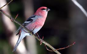 A desktop wallpaper is highly customizable, and you can give yours a personal touch by adding your images (including your photos from a camera) or download beautiful pictures from the internet. Download Wallpaper 1920x1200 Birds Branch Sit Color Beautiful Hd Background