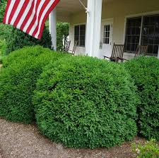 I agree to the terms and conditions *. Buxus X Green Velvet Green Velvet Boxwood From Saunders Brothers Inc