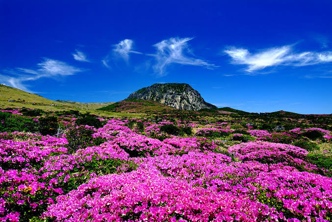 Mga resulta ng larawan para sa Hallasan Mountain in Spring"