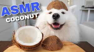 In general, most adults don't exercise strenuously enough to need sports drinks or coconut water, so. Asmr Dog Eating Crunchy Coconut I Mayasmr Youtube