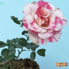 We did not find results for: Jual Tanaman Hias Mawar Bunga Pelangi Pink Sutin Ukuran Besar Berkualitas