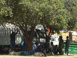 Ini diikuti kuala lumpur dengan 1,271 kes, negeri. Terpanas Di Dunia Suhu Kuwait Lampaui 50 Derajat Celcius