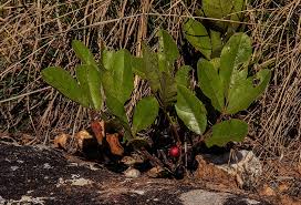 Image result for Lannea edulis