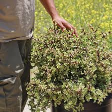 Image result for Farquharia