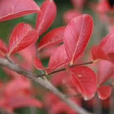 Image result for Lagerstroemia indica