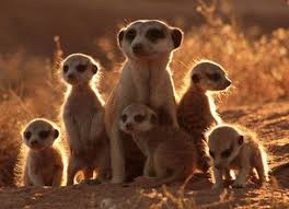 Meerkats Are Too Cute Meerkat Animal Pictures Animals