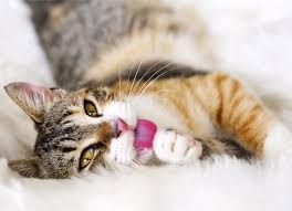 I saw my cats eat spiders, mice, birds, all sort of green reptiles and every kind of insects. Why Do Cats Eat Bugs Can Bugs Make Cats Sick Petmd