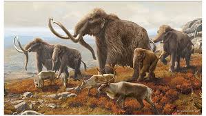 Beth Zaiken Woolly Mammoth Ice Age Woollymammothiceage Prehistoric Wildlife Prehistoric Animals Ancient Animals