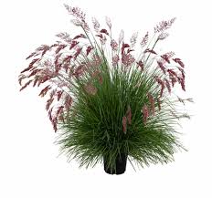 Image result for Melinis nerviglumis